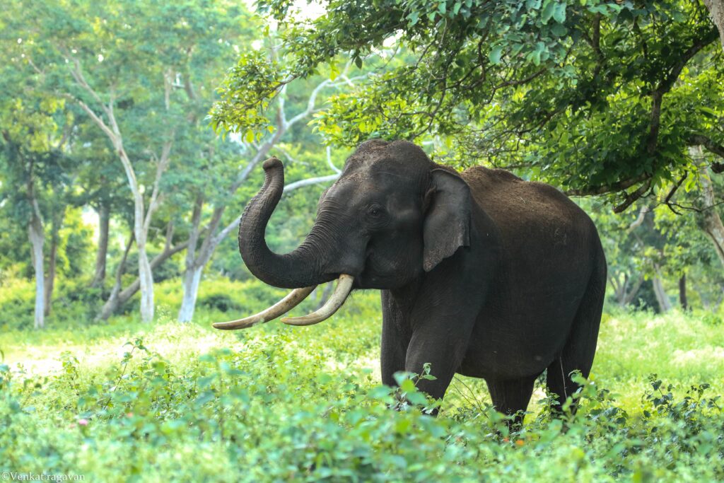 Jungle Safari adventure in Dandeli forest